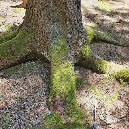 Chalet Zlatar Luxury - Trace Of Nature 2214 Nova Varoš